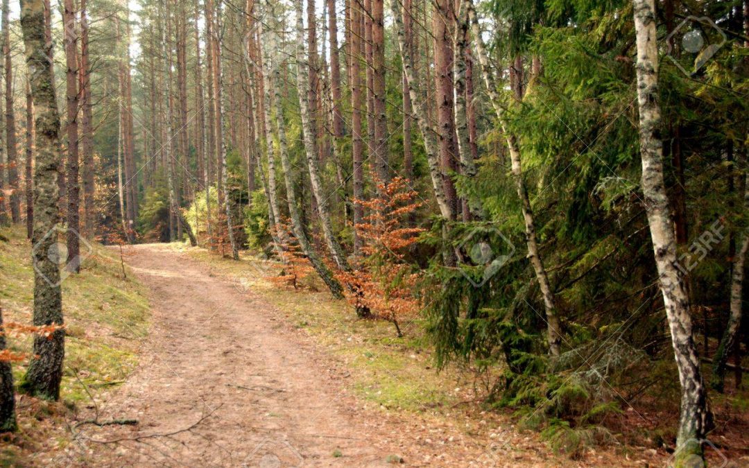 Ordenanza de Tasas y fianzas por la utilización de caminos vecinales y pistas forestales